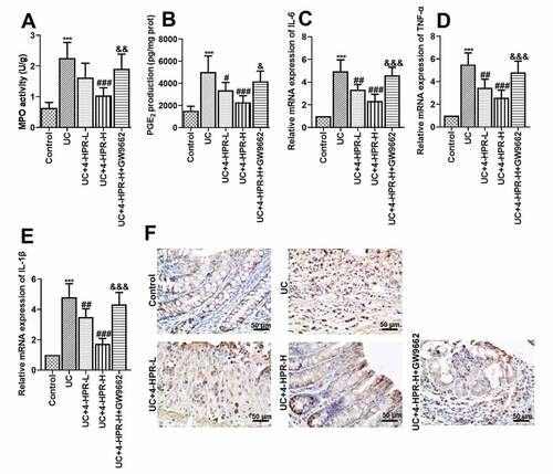 Figure 2. 4-HPR alleviated DSS-induced colonic inflammation in mice. (a) MPO activity. (b) PGE2 production. (c-e) Relative mRNA expression of IL-6, TNF-α and IL-1β. (f) The expression of COX-2 was examined by IHC at 400× magnification. Data are shown as mean ± SD. ***p < 0.001 vs. Control group; #p < 0.05, ##p < 0.01, ###p < 0.001 vs. UC group; &p < 0.05, &&p < 0.01, &&&p < 0.001 vs. UC+4-HPR-H group
