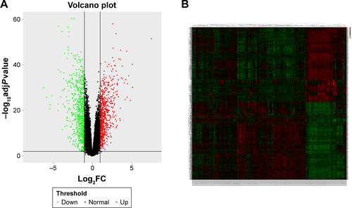 Figure S2 (A) Volcano plot visualizing DEGs in GSE30784 (45 normal samples and 167 OSCC). The vertical lines demark the fold change values. The right vertical line corresponds to more than or equal to twofold up changes, and the left vertical line corresponds to twofold down changes, while the horizontal line marks a –log10 adjusted P-value of 0.01. (B) Heat map hierarchical clustering reveals DEGs in OSCC groups compared with control groups.