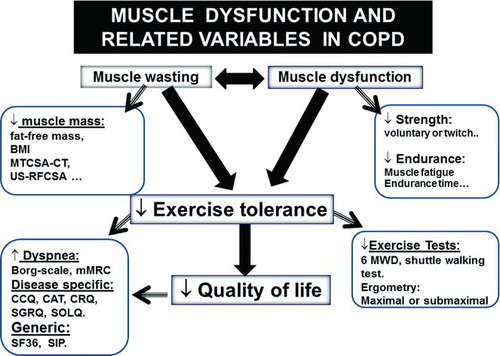 Figure 1.  Skeletal muscle dysfunction is one of the most frequent systemic manifestations in COPD. Muscle wasting and atrophy worsen skeletal muscle dysfunction in patients with COPD. The properties of the muscles strength and endurance are impaired in COPD. Hence, exercise capacity and quality of life are limited in COPD patients.