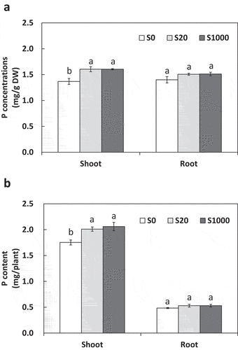 Figure 8. Shoot and root P concentrations (a) and content (b) at 5 weeks after sowing with 0, 20, or 1000 µM S. Each value was mean of 5 biological replicates with standard error. Different letters on bars indicate signiﬁcant differences between S treatments according to Tukey test (P < 0.05)