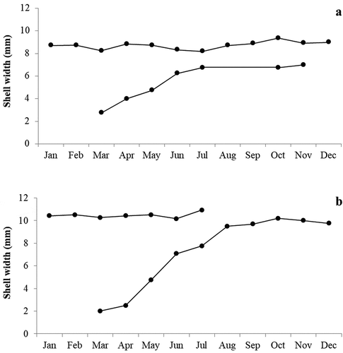 Figure 5. Growth curves for the identified cohorts of Jujubinus striatus (a) and Jujubinus exasperatus (b), obtained by considering pooled data for all sampled depths. The dots represent the modal size monthly of height–frequency distributions.