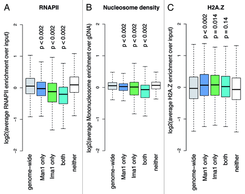 Figure 3. Peripheral chromatin shows low occupancy of RNAP II and nucleosomes, as well as increased levels of H2A.Z. Overview boxplots for (A) RNAP II occupancy,Citation50 (B) nucleosome densityCitation27 and (C) H2A.Z occupancy.Citation28 Boxplots show score distributions over target loci, depending on how they are annotated by the Hidden Markow Model. P-values are calculated by permutation test. Number of loci plotted per box and genome portion covered: genome wide, 29,697 loci (12.30 Mb); Man1 only, 6,429 loci (3.49 Mb); Ima1 only, 645 loci (0.24 Mb); both, 826 loci (0.41 Mb); neither, 21,797 loci (8.16 Mb).