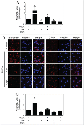 Figure 6. TUDCA mediates neuronal rather than astroglial conversion of NSCs. NSCs were expanded and induced to differentiate for 24 h in the presence or absence of TUDCA and/or CsA or OligA. Cells were then collected for flow cytometry and immunocytochemistry, as described in Materials and Methods. (A) Flow cytometry analysis of the ratio between βIII-tubulin- and GFAP-positive cells cultured in optimized neuronal differentiation-inducing medium. (B) Representative images of immunofluorescence detection of cells labeled with anti- βIII-tubulin and anti-GFAP antibodies. Nuclei were stained with Hoechst 33258. Scale bar, 10 μm. (C) Flow cytometry analysis of the ratio between βIII-tubulin- and GFAP-positive cells cultured in optimized glial differentiation-inducing medium. Results are expressed as mean ± SEM fold-change for at least 3 different experiments. *P < 0.01 from non treated cells (control); ‡P < 0.01 and †P < 0.05 from cells treated with TUDCA alone.