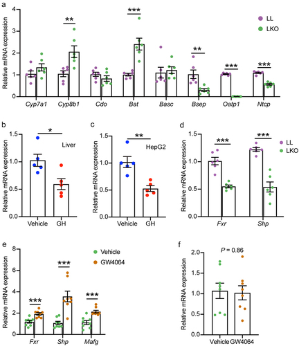 Figure 5. Analysis of bile acid metabolism regulation by hepatic GH signaling. (a) Expression level of genes related to bile acid metabolism in the liver of LL and LKO mice. (b-c) Expression level of Cyp8b1 in rhGH treated HFD fed mice (b) and HepG2 cells (c). (d) Expression level of hepatic Fxr and Shp in LL and LKO mice. (e) Expression level of hepatic Fxr and its downstream Shp and MafG in LKO mice after GW4064 treatment. (f) Expression level of hepatic Cyp8b1 in the GW4064 treated LKO mice. *: P < 0.05, **: P < 0.01, ***: P < 0.001.