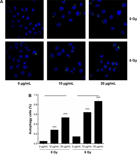 Figure 7 Autophagy in MCF-7 cells treated with NGA-CNPs and radiation.Notes: (A) Cells were incubated with indicated concentrations of NGA-CNPs for 24 hours followed by exposure to indicated doses of radiation; 24 hours later, cells were stained Cyto-ID (green) for detection of autophagic vacuoles and counterstained with Hoechst 33342 to label nuclei. (B) Quantitative analysis of autophagic cells (ie, with at least three green dots or a green cluster). Data were analyzed by analysis of ANOVA followed by Bonferroni post hoc test. ***P<0.0001, the groups compared with vehicle control groups (0 μg/mL +0 Gy group, or 0 μg/mL +6 Gy group).Abbreviations: NGA-CNP, ceria nanoparticle modified with neogambogic acid; ANOVA, analysis of variance.