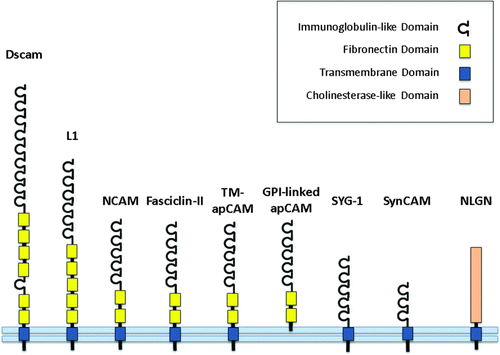 Figure 1.  A schematic illustration of cell adhesion molecules. Dscam, down syndrome cell adhesion molecule; L1, L1 cell adhesion molecule; NCAM, neuronal cell adhesion molecule; Fasciclin-II, the Drosophila orthologue of neuronal cell adhesion molecule; TM-apCAM, transmembrane form of Aplysia cell adhesion molecule; GPI-linked apCAM, glycophosphatidylinositol-linked Aplysia cell adhesion molecule; SYG-1, cell adhesion molecule in C. elegans; SynCAM, vertebrate synaptic cell adhesion molecule; NLGN, neuroligin.