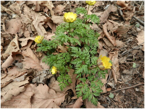 Figure 1. Adonis pseudoamurensis W.T. Wang 1980. This photo was taken by the author of this article, Li-Qiu Zhang. Herbs perennial, with two- to three-lobed leaves and flowers borne singly at the tips of stems or branches. Petals ca. 13, yellow; sepals purplish, about 1/2 as long as petals.