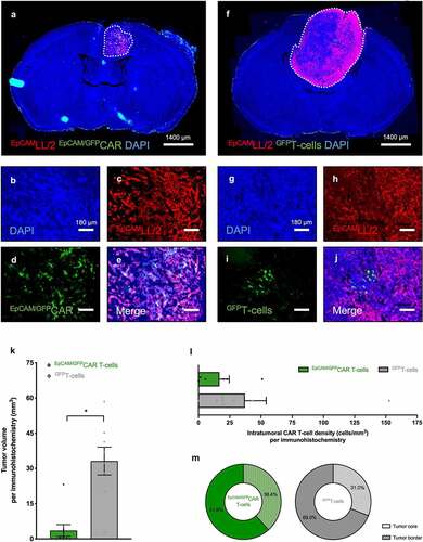 Figure 5. Immunofluorescence characterization of tumor growth and intratumoral CAR T-cells following intraparenchymal CAR T-cell injection. A-J: Histological sections of brains from mice with brain tumors excised 10 days after intraparenchymal injection of EpCAM/GFPCAR T-cells (a-e) or GFPT-cells (f-j). Sections were stained with an antibody against TdTomato to identify tumor cells (red), against GFP to visualize the (CAR) T-cell signal, and DAPI to allow detection of cell nuclei (blue). Tumors (dotted lines in A, F) were substantially smaller in mice which have received EpCAM/GFPCAR T-cells, whereas (CAR) T-cells were scattered through the tumor in scant numbers in both groups. B-E and G-J represent a selected intratumoral area from A and B, respectively. Scale bars: A, F: 1400 µm; B-E, G-J: 180 µm. K-M: Tumor volume (K; mm3), intratumoral (CAR) T-cell density (L; cells/mmCitation3), and distribution of intratumoral (CAR) T-cells (M; percentage) on day 10 after injection of EpCAM/GFPCAR T-cells (green; n = 9) or GFPT-cells (gray; n = 8) determined by immunofluorescence. Mean ± SEM. *p ≤ 0.05.