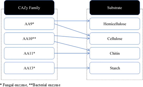 Figure 4. CAZy auxiliary enzymes and their substrates.