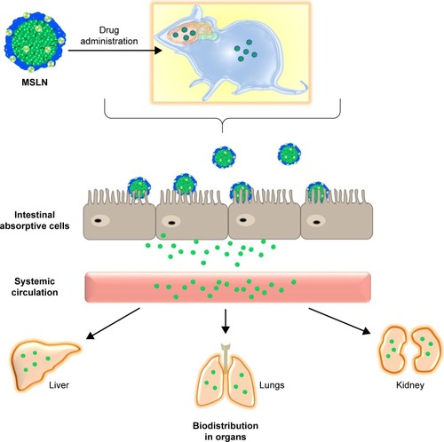 Figure 3 Biodistribution of phytocompounds loaded in MSLN through oral delivery.Abbreviation: MSLN, modified solid lipid nanoparticle.