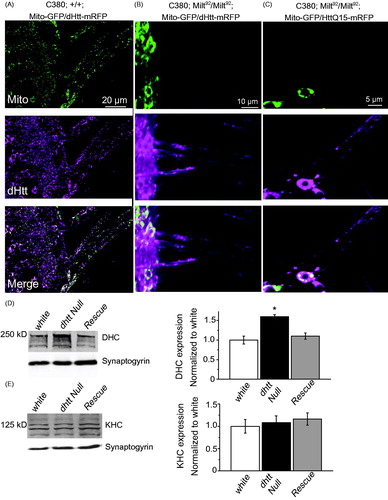 Figure 5. Mitochondria and HAP1 are not required for Htt axonal localization. (A) Expression of Mito-GFP and dHtt-mRFP in motor neurons in a control stage 17 embryonic ventral nerve cord shows distribution of mitochondria and Htt throughout the cell body and from axons exiting the CNS. (B) Without HAP1 in a milt92 mutant background, mitochondria are trapped within the cell body, while dHtt-mRFP is still present in axons. (C) Human HttQ15-mRFP also localizes to axons in the absence of HAP1. (D) Dynein heavy chain levels are increased in dhtt−/− adults. Adult head extracts from ten 20-day old flies were assayed by Western blot and probed for dynein heavy chain (DHC) and Synaptogyrin (loading control). Quantification of DHC levels from five separate measurements normalized to control white animals is shown in the right panel. (E) The levels of kinesin heavy chain (KHC) were not changed in dhtt−/− aged adults. Quantification of KHC levels from five separate measurements normalized to control white animals is shown on the right.