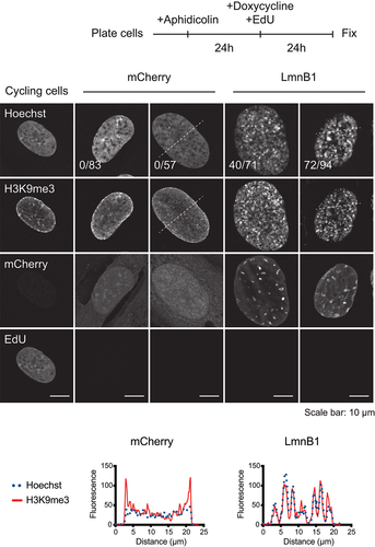 Figure 3. Lamin B1 overexpression induced changes in chromatin organization do not depend on mitosis. RPE1 stable cell lines were arrested with aphidicolin, followed by incubation with doxycycline and EdU, as depicted in the schematic at the top. Representative confocal images of H3K9me3 localization and EdU incorporation are displayed for two clonal cell lines per OE construct. Single z slices through the center of the nucleus are shown. Plot profiles at the bottom illustrate the overlap of fluorescence signal between DNA (Hoechst) and H3K9me3 over the white dotted lines in the mCherry and LmnB1 stable cell line images. The fraction represents the number of cells with intranuclear DNA foci over the total number of cells analyzed. Further, amongst the cells overexpressing LmnB1 with intranuclear DNA foci (40 nuclei and 72 nuclei), all exhibited colocalization with H3K9me3.