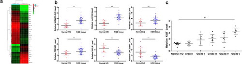 Figure 1. LncRNA XIST is upregulated in IVDD patients in a Pfirrmann grade-dependent manner. (a), heatmap for differentially expressed lncRNAs between 10 IVD tissue samples from 5 IVDD patients and 5 non-IVDD patients using microarray analysis; (b), randomly selected 6 differentially expressed lncRNAs (MIR4435-2HG, lncRNA:iab8, ATXN8OS, CERNA2, NKILA and LINC00511) identified using RT-qPCR; (c), lncRNA XIST expression in 36 IVDD patients with different Pfirrmann grades (1–5) and 12 normal IVD controls (0) measured using RT-qPCR. Data were analyzed by the t test or one-way ANOVA, followed by Tukey’s multiple comparison test; * p < 0.05, compared to the IVD normal controls