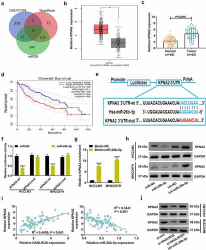 Figure 5. HAGLROS positively regulates KPNA2 expression in HCC cells by serving as a sponge for miR-26b-5p. (a) Venn diagram displayed 3 candidate targets of miR-26b-5p according to GSE101728, TargetScan and miRDB. (b) Expression of KPNA2 in tumor tissues and normal tissues of HCC from GEPIA. (c) qRT-PCR analysis was used to measure KPNA2 expression in 62 paired HCC tumor tissues and adjacent non-cancerous tissues. (d) The prognostic value of KPNA2 in HCC patients was analyzed using GEPIA survival plots. (e) A graphical representation of complementary binding sequences between miR-26b-5p and KPNA2-3ʹUTR. (f) The relative luciferase activity was determined in HCCLM3 and MHCC97H cells after transfection with miR-NC or miR-26b-5p and wild-type or mutant KPNA2-3ʹUTR reporter. (g) RNA pull-down assays were conducted in HCCLM3 and MHCC97H cells by using Biotin-NC or Biotin-miR-26b-5p, followed by qRT-PCR analysis of KPNA2 expression. (h) Effects of miR-26b-5p overexpression or inhibition on KPNA2 protein level were detected by western blot. (i) qRT-PCR was performed to analyze the correlation between KPNA2 and miR-26b-5p or HAGLROS in 62 HCC tumor tissues. (j) The inhibition of HAGLROS knockdown on KPNA2 protein level was reversed by miR-26b-5p inhibitor. *P < 0.05, ***P < 0.001.