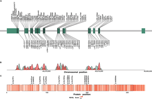 Figure 5. Distribution of reported disease-causing variants in WDR45. (A) Chromosomal region of WDR45 including 11 exons illustrated as green rectangles. Chromosomal positions of disease-causing variants are indicated by vertical lines. Variants resulting in frameshifts and premature stop codons are plotted above and the remaining variants below the gene. (B) Densities of pathogenic WDR45 variants from the literature (red) and benign variants from the gnomAD genomes database (green) according to their chromosomal position. Densities show mainly reciprocal distributions suggesting little tolerance in the healthy population toward variation in regions of pathogenic variant enrichment. (C) Heat map visualization of variant effect prediction score values for all possible missense variants according to their position of amino acid exchange within the WDR45 protein sequence. Arithmetic means of REVEL score values at any protein position are color-coded. WD repeat domains are highlighted by dashed lines. Reported WDR45 missense variants are shown as black ticks. Accumulation of high score values in the C-terminal section of WDR45 suggest a functional relevance of this region with low tolerance to missense variation.