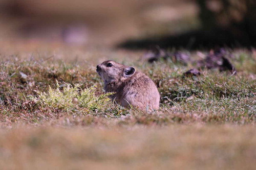 Photo 3.1. A plateau pika is collecting herbage for food in an alpine pasture. Photo by Wei Liu.