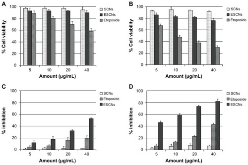 Figure 10 (A and B) Growth inhibition assay results for HEK293T cell line with SCNs, free etoposide, and ESCNs after 24 and 48 hours of incubation. Graphs were plotted as particle concentrations of 5, 10, 20, and 40 μg/mL, respectively; (C and D) growth inhibition assay results for the SGC-7901 cell line with SCNs, free etoposide, and ESCNs after 24 and 48 hours of incubation.Notes: Graphs were plotted as etoposide concentrations of 5, 10, 20, and 40 μg/mL, respectively. All experiments were carried out in triplicate.Abbreviations: SCNs, strontium carbonate nanoparticles; ESCNs, etoposide-loaded strontium carbonate nanoparticles.