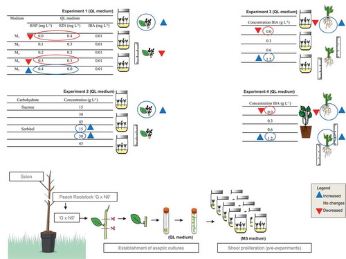 Figure 3. Schematic representation of the morphological responses to different concentrations of cytokinins (BAP and KIN) (Experiment 1), and of carbohydrates (sucrose and sorbitol) (Experiment 2) on shoot proliferation (number and length of shoots) and effect of different levels of IBA (0.0–1.2 mg L−1) on rooting (Experiment 3) and acclimatization (Experiment 4) of ‘G × N-9’ peach rootstocks