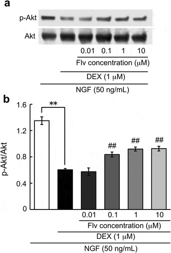 Figure 4. Effect of fluvoxamine on the decrease of NGF-induced phosphorylation of Akt by DEX.PC12 cells were pretreated for 24 h with vehicle or DEX (1 μM), followed by washing in D-PBS and treatment with NGF or NGF plus fluvoxamine for 10 min. (a) Representative image of western blot. (b) Relative protein level quantification data from western blotting. The values represent the mean ± S.E.M. from three independent experiments. **: Significantly different from NGF-treated group at p < 0.01. ##: Significantly different from NGF plus DEX group at p < 0.01. NGF: nerve growth factor, DEX: dexamethasone, Flv: fluvoxamine.