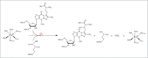 Figure 10. Proposed catalytic reaction mechanism for hTYW5.