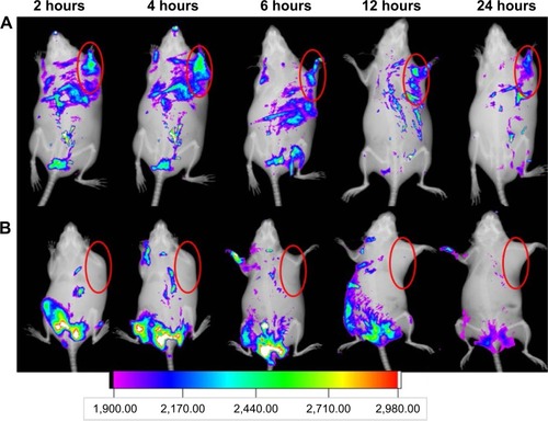 Figure 10 In vivo NIR fluorescence imaging.Notes: (A) Cy 5.5-labeled MnO2/HA/CDDP group; (B) free Cy 5.5 group. The red semi-circles refer to the tumor site.Abbreviations: CDDP, cis-diamminedichloroplatinum; HA, hyaluronic acid; MnO2, manganese dioxide; NIR, near infrared; Cy, Cyanine dye.