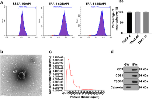 Figure 1. Identification of ESCs and EVs. (a) Cells with the positive expression of ESC surface markers SSEA-4, TRA1-60, and TRA1-81 detected using flow cytometer; (b) Morphology of EVs observed using TEM; (c) Size distribution of EVs analyzed by NTA; (d) Expression levels of EV surface positive markers CD9, CD81, TSG101 and negative marker Calnexin measured using WB. EVs: EVs were extracted from ESCs by ultracentrifugation; GW: after treatment with GW4869 for 2 h, the PBS resuspension was obtained by implementing the same EV extraction steps.