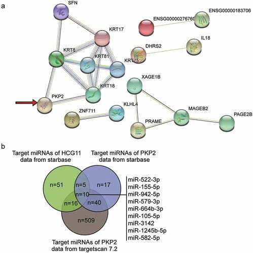 Figure 1. HCG11/miR-1245b/PKP2 axis is a potential ceRNA network that regulates osteosarcoma progression. (a) The protein-protein interaction network involving the 17 out of the top 50 most significantly upregulated (adjusted P < 0.05) genes of GSE11416, an osteosarcoma gene expression profiling dataset. (b) The intersection of the target miRNAs of HCG11 and PKP2. The target prediction of the former gene was done using starbase database, and that of the latter gene was done using both starbase and targetscan 7.2 databases. PKP2, plakophilin 2.