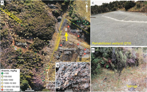 Figure 3. Physical setting of the Prohibition mine wastes. A, Aerial view of the Prohibition site before the 2016 rehabilitation, showing the locations of tailings, slag and assay debris of this study in relation to the main processing site. Field X-ray fluorescence measurement sites from this study (Table S1) are indicated, with representative spots in the rehabilitation area from Haffert and Craw (Citation2009) for comparison. B, Photograph of a block of slag. C, Photograph from the rehabilitated processing plant area, viewed towards the rehabilitated wetland (yellow arrow in A), taken in November 2016. D, Photograph of natural revegetation of the red tailings, at site indicated in A.