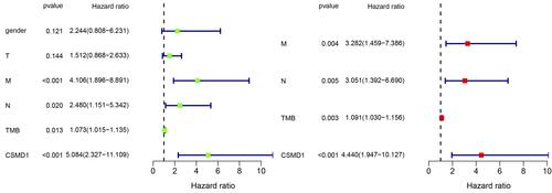 Figure 6 After univariate (left) and multivariate (right) cox regression analysis, only CSMD1 mutation could be used as independent predictors of ESCA prognosis.Citation24