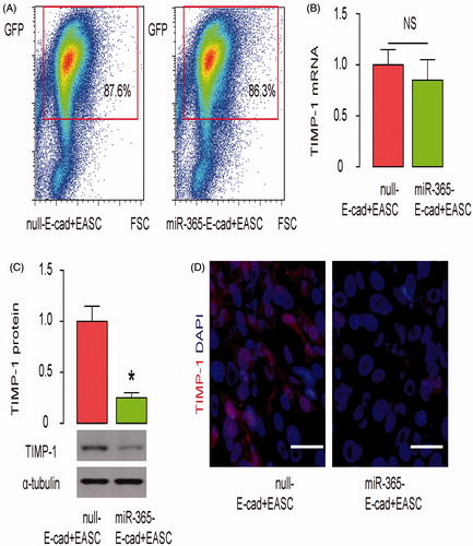 Figure 4. Preparation of miR-365-transduced E-cadherin + EASC. E-cad + EASC cells were transduced with lentivirus expressing miR-365 or null as a control. Both lentiviruses have GFP reporter to allow transduced cells to be purified by flow cytometry. (A) Representative flow charts for miR-365 or null-transduced E-cad + EASC cells. (B) RT-qPCR for TIMP-1. (C) Western blotting for TIMP-1. (D) Immunocytochemistry for TIMP-1. *p < .05. NS: non-significant. N = 5. Scale bars are 20 µm.