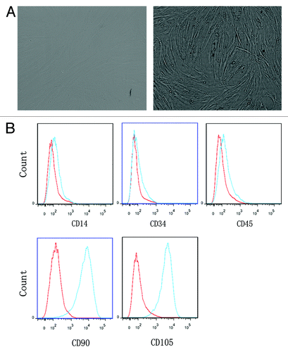 Figure 1. The phenotype of BMMSCs. (A) BMMSCs had a fibroblast-like morphology and adhered to the flask. (B) BMMSCs were positive for CD90 and CD105 but negative for CD14, CD34, and CD45.