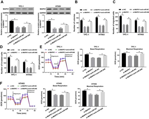 Figure 7 Effects of MAPK1 on the progression of TC cells.Notes: TPC-1 and HTH83 cells were co-transfected with si-MAPK1 and anti-miR-940. (A) WB analysis was used to assess the protein level of MAPK1 to evaluate the transfection efficiency of si-MAPK1 and anti-miR-940. (B) Colony formation assay was performed to detect the number of colonies in TPC-1 and HTH83 cells. (C and D) Transwell assay was used to measure the number of migrated and invaded TPC-1 and HTH83 cells. (E and F) The OCR of basal respiration and maximum respiration in TPC-1 and HTH83 cells was determined by Seahorse XF Extracellular Flux Analyzer. *P < 0.05.