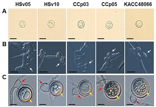 Figure 4. Morphological characteristics [(A), zoospores; (B), toruloid zoosporangia (indicated by white arrows); and (C), thick-walled oospores (indicated by yellow arrows) attached by antheridia (indicated by red arrows)] of the test isolates, HSv05, HSv10, CCp03, and CCp05, compared with those of the reference isolate KACC 48066 of Pythium aphanidermatum grown on (A) 10% V8 juice agar or (B and C) corn meal agar. Scale bar = 10 μm (A and C) or 20 μm (B).