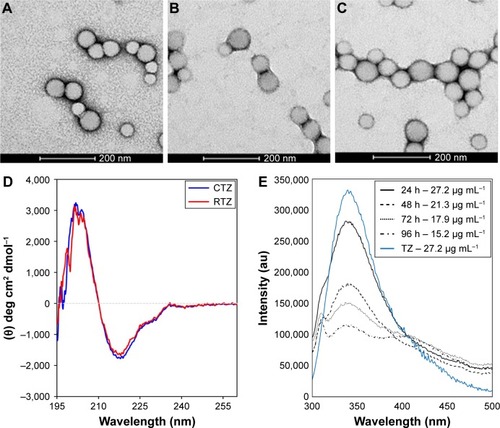 Figure 1 Characterization of nanoencapsulated and released TZ.Notes: TEM images of (A) PLGA, (B) PLGA-TZ and (C) PLGA-TZ-DOXO NPs. (D) Far-UV CD spectra of CTZ and RTZ. (E) Fluorescence emission spectra of different released TZ (24, 48, 72 and 96 h) compared to a standard solution of native TZ (27.2 µg mL−1).Abbreviations: TZ, trastuzumab; TEM, transmission electron microscope; PLGA, poly(lactic-co-glycolic) acid; DOXO, doxorubicin; NP, nanoparticle; CD, circular dichroism; CTZ, control TZ; RTZ, released TZ.