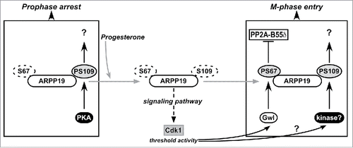 Figure 7. Schematic representation of the regulation of meiosis resumption by ARPP19 in Xenopus oocytes. ARPP19 is phosphorylated by PKA at S109 in prophase-arrested oocytes. The molecular targets of the single S109-phosphorylated form of ARPP19 that are responsible for the prophase arrest are unknown. Our study shows that S109 phosphorylation does not prevent ARPP19 phosphorylation at S67 by Gwl. In response to progesterone, PKA activity drops down and consequently, ARPP19 is dephosphorylated at S109. This event unlocks a signaling pathway that generates a threshold activity of Cdk1. Once this starter amount of Cdk1 is formed, it induces Gwl activation that in turn phosphorylates ARPP19 at S67. As a consequence, PP2A-B55δ is inhibited and the MPF auto-amplification loop is launched. Moreover, ARPP19 is also re-phosphorylated at S109 by an unknown kinase distinct of PKA. This phosphorylation contributes to M-phase entry. Hence, the active form of ARPP19 that sustains Cdk1 activation does not only rely on phosphorylation at S67 as previously thought, but also on its concomitant phosphorylation at S109.