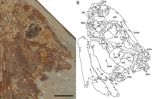 FIGURE 4. Flagellipinna rhomboides, gen. et sp. nov., MNHN.F.HAK2001, skull and pectoral girdle of juvenile/subadult specimen. Dotted lines indicate where sutures between bones could be visible but are difficult to confirm fully in the specimen. Ossification is poor in the skull roof, so arrows are used frequently to show what parts of fragmented material could belong to certain bones. Asterisk used to show displaced vomerine tooth overlapping ventral margin of parasphenoid. A, photograph of the head and anterior region of the body. Photo by J.J.C. B, camera lucida drawing of the skull bones seen in A. Abbreviations: 1drs, first dorsal ridge scale; ang, angular; art, articular; br, branchiostegal rays; cha, anterior ceratohyal; chp, posterior ceratohyal; cl, cleithrum; cpr, coronoid process; den, dentalosplenial; dhyo, dermohyomandibular; dps, dermopterosphenotic; dspo, dermosupraoccipital; ect, ectopterygoid; ent, entopterygoid; ih, interhyal; mes, mesethmoid; met, metapterygoid; mx, maxilla; op, operculum; par, parietal; pmx, premaxilla; pop, preoperculum; pp, postparietal; prep, preparietal; psph, parasphenoid; q, quadrate; scl, sclerotic ring. Scale bar equals 1 cm.