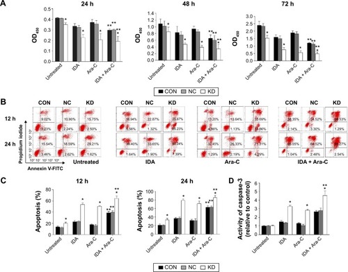 Figure 5 B7-H3 knockdown enhances drug-induced cytotoxicity and apoptosis in vitro.