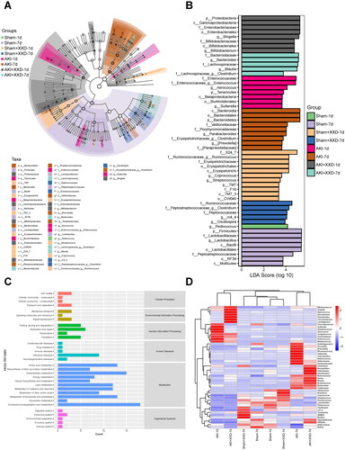 Figure 8. (A) LEfSe analysis; (B) LDA analysis; (C) KEGG analysis; (D) heatmap analysis.