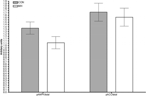 Figure 3. The ratio of phosphorylated to total protein content of AMPK and ACC in Labrador Retrievers fed control (CON) or MH (2 mg kg−1) diets. Muscle was sampled from the biceps femoris after an overnight fast. Data are presented as means with pooled standard error and N = 6 in a complete cross-over design.