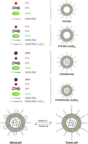 Figure 1 The schematic diagram for preparation of PTX-SSL, PTX-SSL-H7K(R2)2, PTX/SPIO-SSL, and PTX/SPIO-SSL-H7K(R2)2.Abbreviations: CHOL, cholesterol; EPC, egg phosphatidylcholine; PEG, polyethylene glycol; PTX, paclitaxel; PTX/SPIO-SSL, PTX/SPIO-loaded liposome; PTX/SPIO-SSL-H7K(R2)2, H7K(R2)2-modified liposome containing PTX and SPIO; PTX-SSL, sterically stabilized liposome containing PTX; SSL, sterically stabilized liposome; SPIO, superparamagnetic iron oxide.