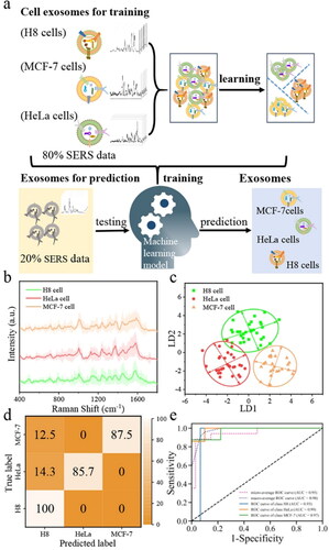 Figure 5. (a) Machine learning-based SERS detection for classification and prediction of different cell line-derived exosomes. (b) The averaged SERS spectra collected from three cell lines (H8, MCF-7, and HeLa cells)-derived exosomes with trilayered AuNPs-NMs as substrates. (c) PCA-LDA score plot of SERS signals of exosomes derived from H8 cells (green), HeLa cells (red), and MCF7 cells (orange), respectively. (d) LDA models developed for predicting exosomes derived from three different cell lines. (e) ROC curves of the LDA model for predicting exosomes derived from three different cell lines. Reprinted with permission from [Citation33]. Copyright [2023] American Chemical Society.