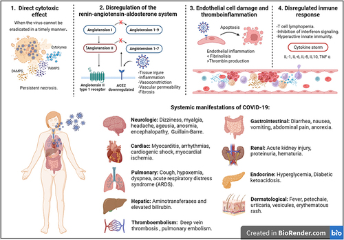 Figure 1 Pathophysiology of COVID-19 disease and its systemic manifestations. Once SARS-CoV-2 enters the upper respiratory tract, it begins to replicate and spread there, in the hair cells. Infected people may remain asymptomatic but infectious or present with fever, cough, sputum, headache, or myalgia. At this time, innate immunity mediated by cytokines and interferons is responsible for controlling viral replication and limiting the severity of symptoms. If this does not happen, the disease worsens and the virus spreads to the lower respiratory tract where infects the alveolar type II cells and develops cough, sputum, dyspnea or ARDS, disseminated intravascular coagulation, and vascular permeability that affects the diffusion of oxygen, which contributes to a fatal disease. The factors that contribute to pulmonary and systemic disease are: 1. Direct cytotoxic effect: Persistent viral replication generates cell death and the release of DAMPs, PAMPs and cytokines causing endothelial inflammation. 2. Dysregulation of the renin-angiotensin-aldosterone system (RAAS): The RAAS is formed by different peptides, among which is the membrane ACE2 that cuts angiotensin I (Ang I into angiotensin 1–9 and Ang II into Ang 1–7 which have vasodilator, antiproliferative and antifibrotic functions. Decreased ACE2 enzymatic activity leads to vasoconstriction (hypertension) and thrombus formation. 3. Endothelium damage, inflammation and thrombus formation: Patients with COVID-19 may present excessive thrombin production (Endothelial cell damage activates the coagulation cascades) and inhibited fibrinolysis and complement activation, which causes microthrombi formation and vascular dysfunction. 4. Dysregulation of the immune response. Severe COVID-19 is characterized by T cell lymphopenia and hyperactivation of the immune system mainly neutrophils and macrophages that release an enormous amount of proinflammatory cytokines (cytokine storm) such as IL-1, IL-6, IL8, IL-10 and TNF, in addition, the formation of neutrophil extracellular traps (NETS) contributing to hyperinflammation. This figure was created in BioRender.