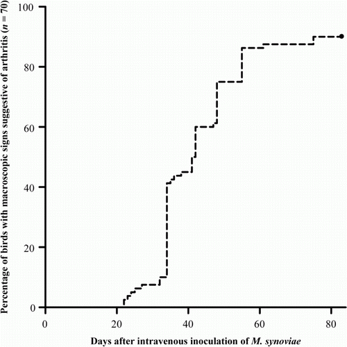 Figure 1.  Percentage of birds with M. synoviae-induced macroscopic signs suggestive of arthritis with time.