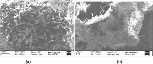 Figure 5. (a) SEM Micrograph of maize tassel (b) after immobilized in PVA and adsorption process