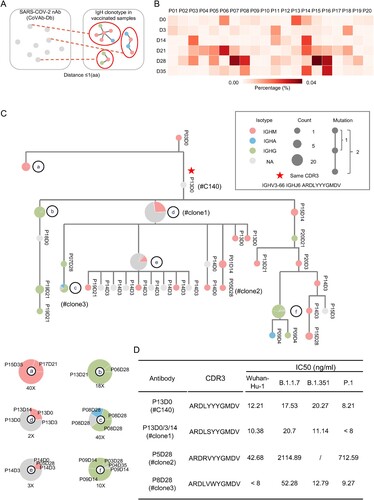 Figure 6. SARS-CoV-2 nAb clonotypes in vaccinated individuals. (A) Schematic illustration of the procedure to identify known SARS-CoV-2 nAb clonotype in the IgH repertoires of vaccinated individuals. SARS-CoV-2 nAbs were retrieved from the CoVAb-Database. The SARS-CoV-2 nAb clonotypes were identified by allowing 1 amino acid mismatches at CDR3. (B) The frequency of SARS-CoV-2 nAb clonotype in the individual at the indicated timepoint is plotted as a heatmap. Scale is shown at the bottom. (C) A representative SARS-CoV-2 nAb clonotype phylogenetic tree is shown. The longitudinal distance indicates the absolute Hamming Distance of the CDR3 amino acid sequence between each node. Of each node, antibody class is indicated by colour, and the node size corresponds to the sequence counts. The clonotype with identical CDR3 sequence with the published SARS-CoV-2 nAb is marked with a star, and its CDR3 sequence is listed. For nodes with different antibody classes, an enlarged panel is shown at the bottom with an indicated magnitude. The sequence is named by participant number and timepoint, e.g. P13D0 indicates a sequence found in the repertoire of participant #13 on day 0. (D) Four antibodies were picked from the clonal cluster shown in Panel C. Recombination antibody protein was purified and tested in the pseudotyped virus-based neutralization assay.