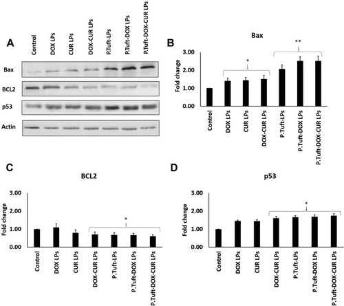 Figure 8 Apoptosis protein expression in tumor tissues.