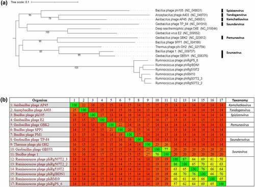Figure 3. Phylogenetic analysis of Ruminococcus phages. (A) VICTOR-generated phylogenomic Genome-BLAST Distance Phylogeny (GBDP) tree inferred using the formula D4 and yielding average support of 67%. (B) a tBLASTx heatmap generated using Gegenees with accurate parameters – fragment length: 200 bp; and step size: 100 bp; threshold: 5%. The phylogram and heatmap includes this study’s Ruminococcus phages and those that share an evolutionary connection. The genus (if allocated) of phages in these analyses is illustrated.