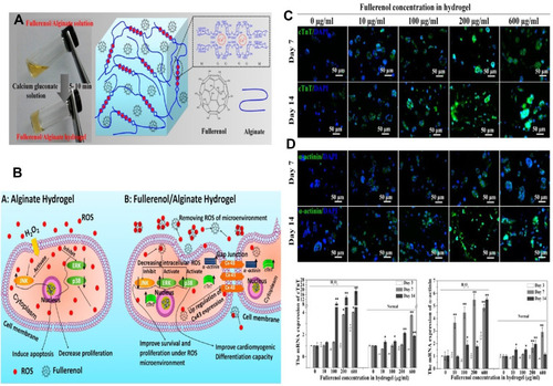 Figure 6 Fullerenol/alginate hydrogel preparation. (A) Schematic illustration of the MAPK pathway and cardiac gene expression under an oxidative stress microenvironment and cell proliferative behaviors, survival and cardiomyogenic differentiation of BADSCs in alginate hydrogels and fullerenol/alginate hydrogels. (B) The combination of folerolol with hydrogenated alginate improves cardiomyogenic differentiation of BADSC under oxidative stress conditions, (C) cTnT and (D) α-actinin immunofluorescence staining of BADSCs seeded in fullerenol/alginate hydrogels at day 7 and 14 in the presence of H2O2, in which * indicates meaningful changes between the first row and second row, and ** indicates meaningful changes between the first and third row values. Adapted with permission from Hao T, Li J, Yao F, et al. Injectable fullerenol/alginate hydrogel for suppression of oxidative stress damage in brown adipose-derived stem cells and cardiac repair. ACS Nano. 2017;11(6):5474–5488.Citation72 Copyright (2020) American Chemical Society.