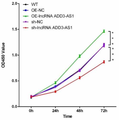 Figure 2. Lnc-ADD3-AS1 enhanced LX-2 cell proliferation. The transfected LX-2 cells were cultured, and total viable cells were measured with a CCK8 assay at the indicated time point. Data were presented relative to 0 h. Data are shown as mean ± SEM. ***P < 0.001.