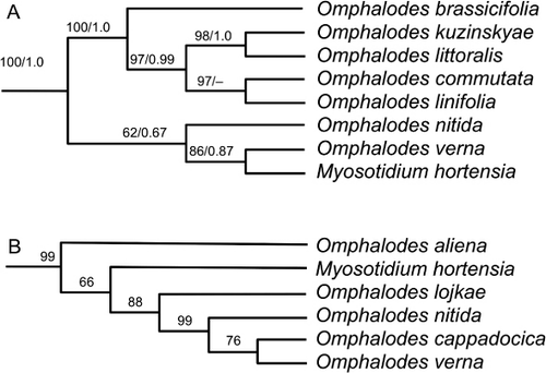 Figure 8 Relationships of Myosotidium (Boraginaceae). A, Maximum likelihood analysis of combined data from the ITS region and four chloroplast sequences (matK, ndhF, rbcL and trnL–F). ML bootstrap/BI posterior probabilities shown. From Nazaire & Hufford (Citation2012; Fig. 4). B, A strict consensus maximum parsimony tree of combined molecular (ITS, matK, ndhF, trnL–trnF) and morphological data sets, jackknife values shown (Cohen Citation2013).